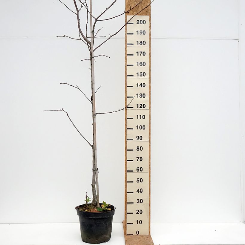 Exemplar von Süßkirsche Kunzego (Kunzes Kirche) - Prunus avium Topf mit 20L/25L, Halbstamm wie im Herbst geliefert