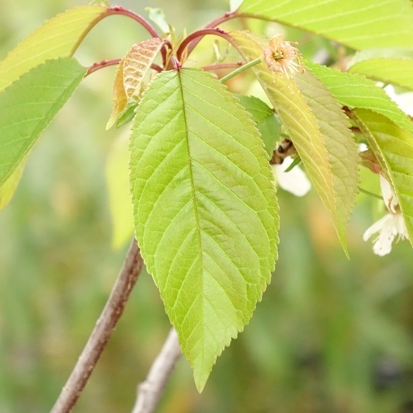Süßkirsche Kunzego (Kunzes Kirche) - Prunus avium (Laub)