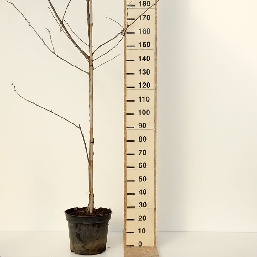 Exemplar von Süßkirsche Kunzego (Kunzes Kirche) - Prunus avium Topf mit 20L/25L, Halbstamm wie im Winter geliefert