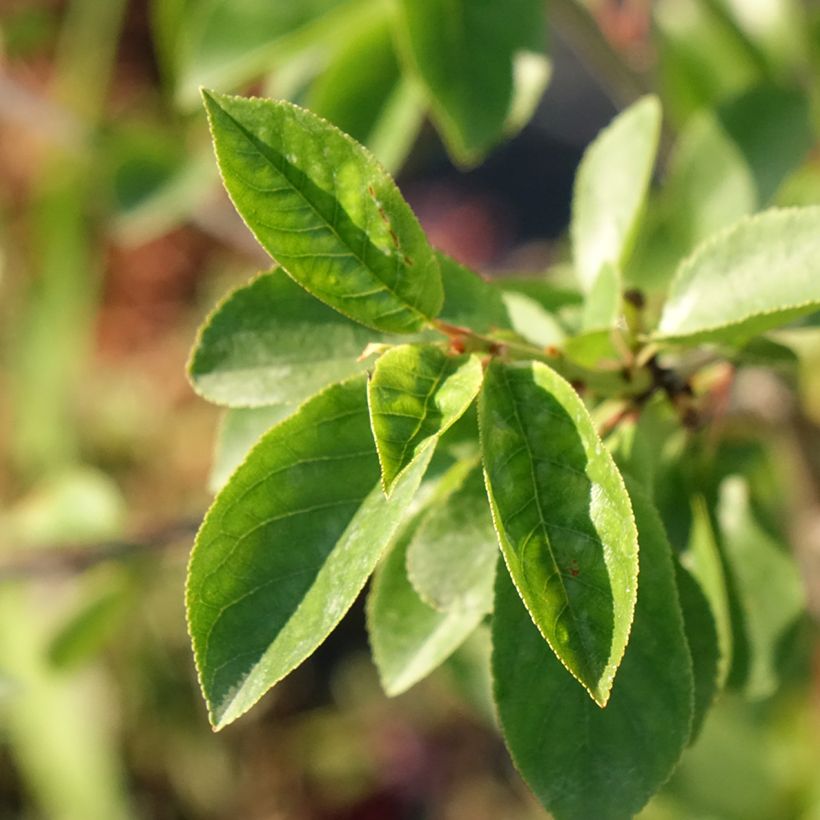 Sauerkirsche Carmine Jewel - Prunus cerasus x fruticosa (Laub)