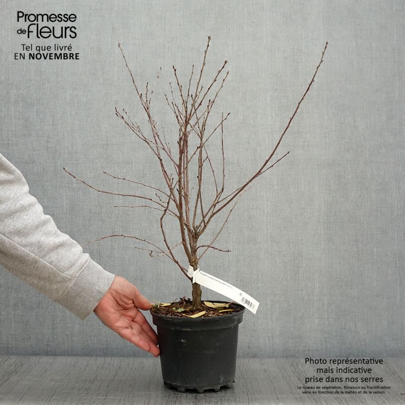 Exemplar von Cerisier nain Carmine Jewel - Griottier Pot de 2L/3L wie im Herbst geliefert