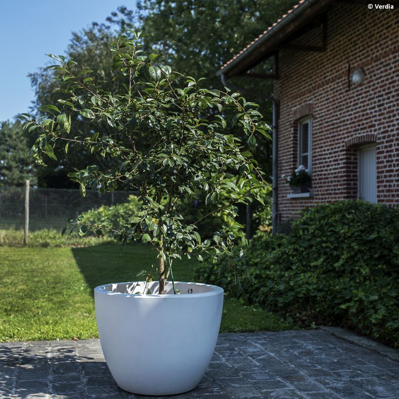 Sauerkirsche Fruitality Cherry Baby (‘Porthos’) - Prunus cerasus (Plant habit)