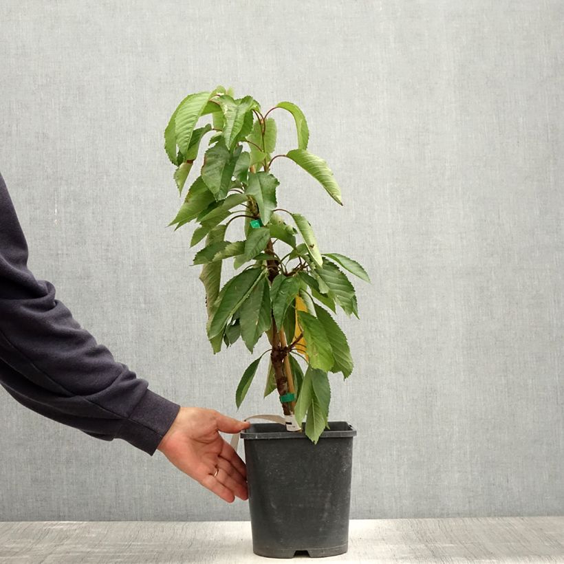 Exemplar von Sauerkirsche Fruit Me Cherry Me - Prunus cerasus Topf mit 4L/5L, Zwergform wie im Sommer geliefert