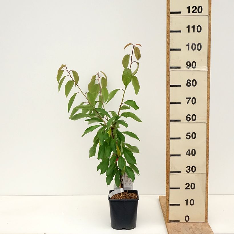 Exemplar von Sauerkirsche Fruit Me Cherry Me Lapins - Prunus cerasus Topf mit 4L/5L, Zwergform wie im Frühjahr geliefert