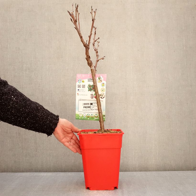 Example of Süßkirsche Garden Bing - Prunus avium Topf mit 6L/7L, 1/4 Stängel as you get in hiver