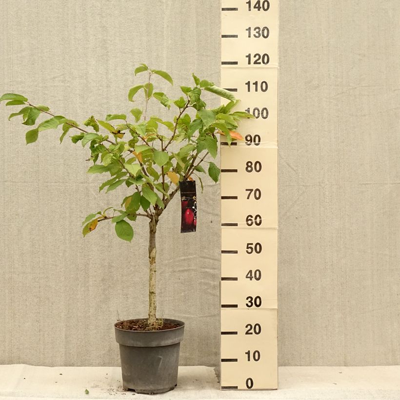 Exemplar von Süßkirsche Piemont - Prunus avium Topf mit 7,5L/10L, 1/4 Stängel wie im Sommer geliefert