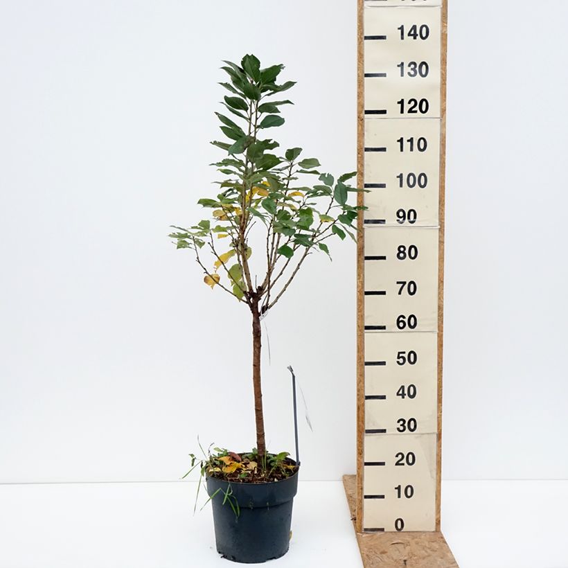 Exemplar von Süßkirsche Piemont - Prunus avium Topf mit 7,5L/10L, 1/4 Stängel wie im Herbst geliefert