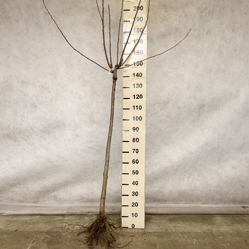 Exemplar von Cerisier Allegria Delbard - Prunus cerasus  Grandes Racines nues, Demi-Tige wie im Herbst geliefert