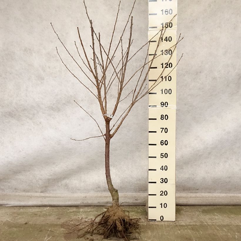 Exemplar von Cerisier Allegria Delbard - Prunus cerasus  Grandes Racines nues, Gobelet wie im Herbst geliefert