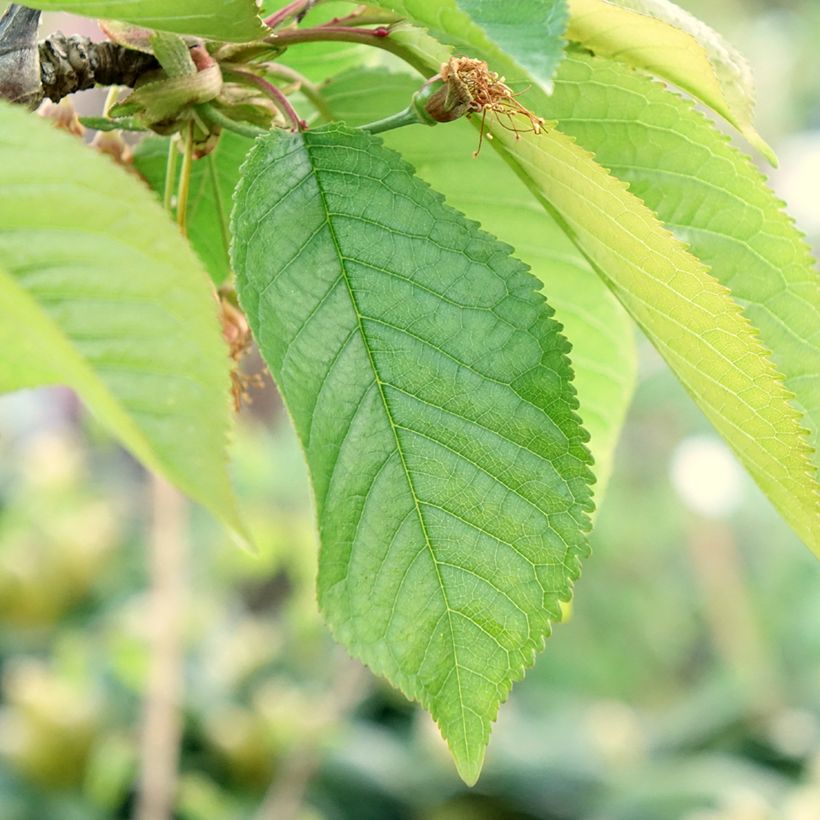 Süßkirsche Staccato - Prunus avium (Laub)