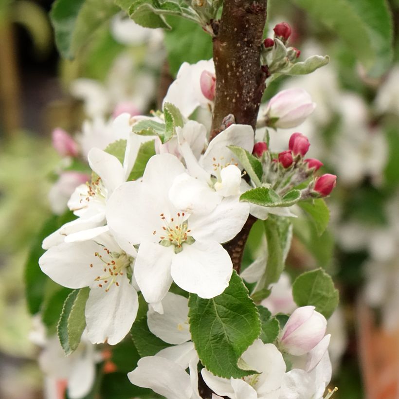 Süßkirsche Staccato - Prunus avium (Blüte)
