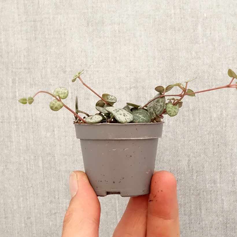Exemplar von Leuchterblume - Ceropegia woodii Mini-Pflanze wie im Frühjahr geliefert