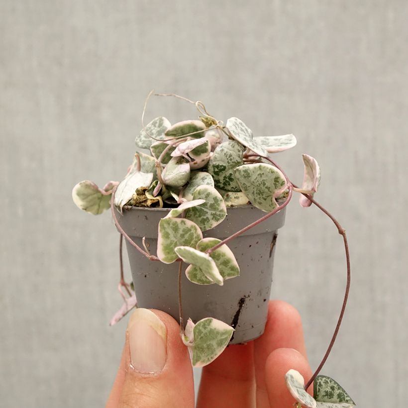 Exemplar von Ceropegia woodii Variegata - Leuchterblume Mini-Pflanze wie im Herbst geliefert