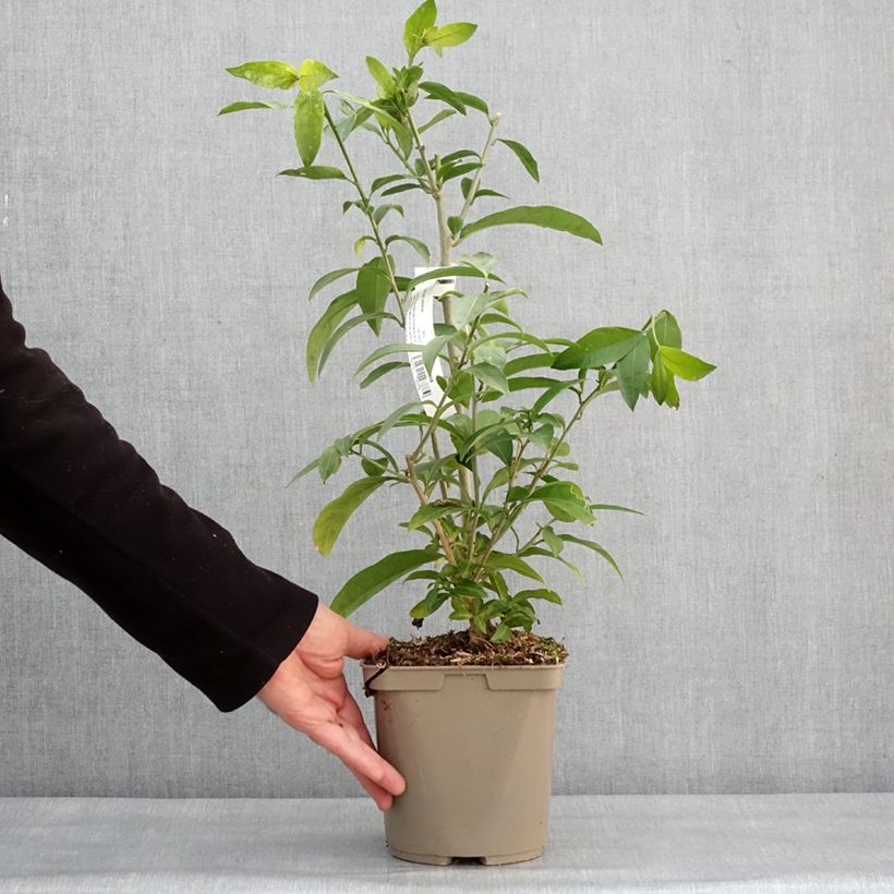 Exemplar von Cestrum nocturnum - Hammerstrauch Topf mit 3L/4L wie im Winter geliefert