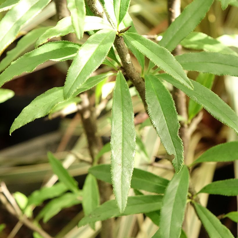 Chaenomeles cathayensis - Großfrüchtige Zierquitte (Foliage)