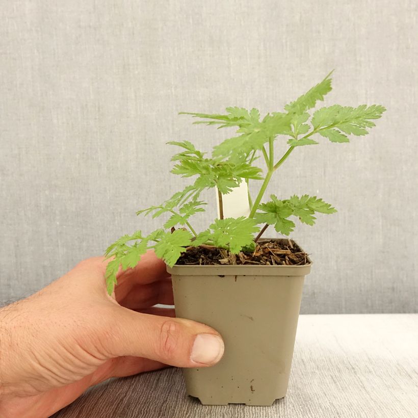 Exemplar von Chaerophyllum hirsutum Roseum - Cerfeuil hirsute Godet de 8/9 cm wie im Herbst geliefert