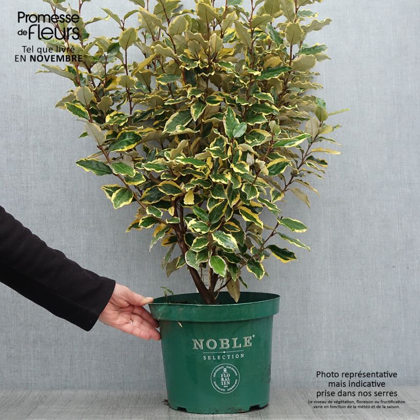 Exemplar von Wintergrüne Ölweide Viveleg - Elaeagnus ebbingei Topf mit 7,5L/10L wie im Herbst geliefert