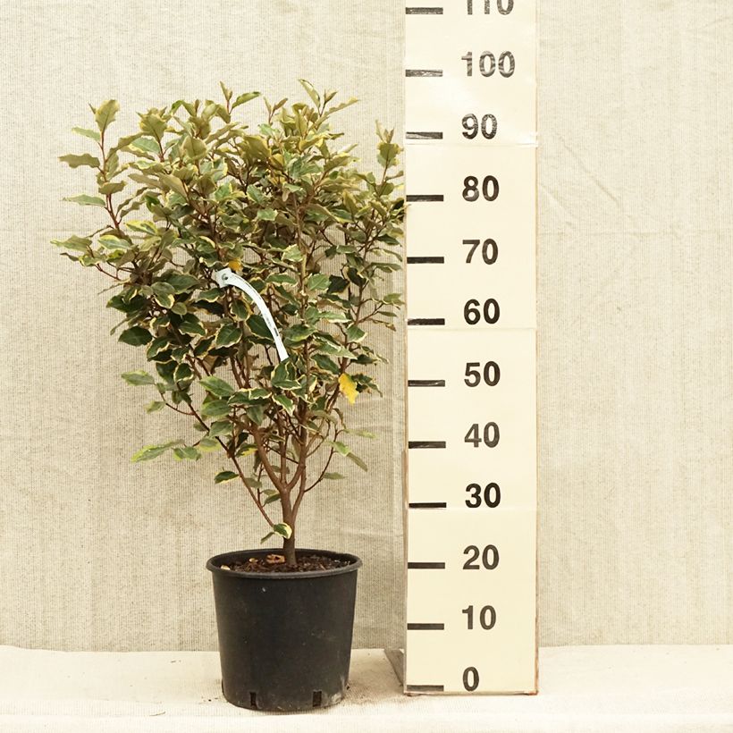 Example of Wintergrüne Ölweide Viveleg - Elaeagnus ebbingei Topf mit 7,5L/10L as you get in printemps