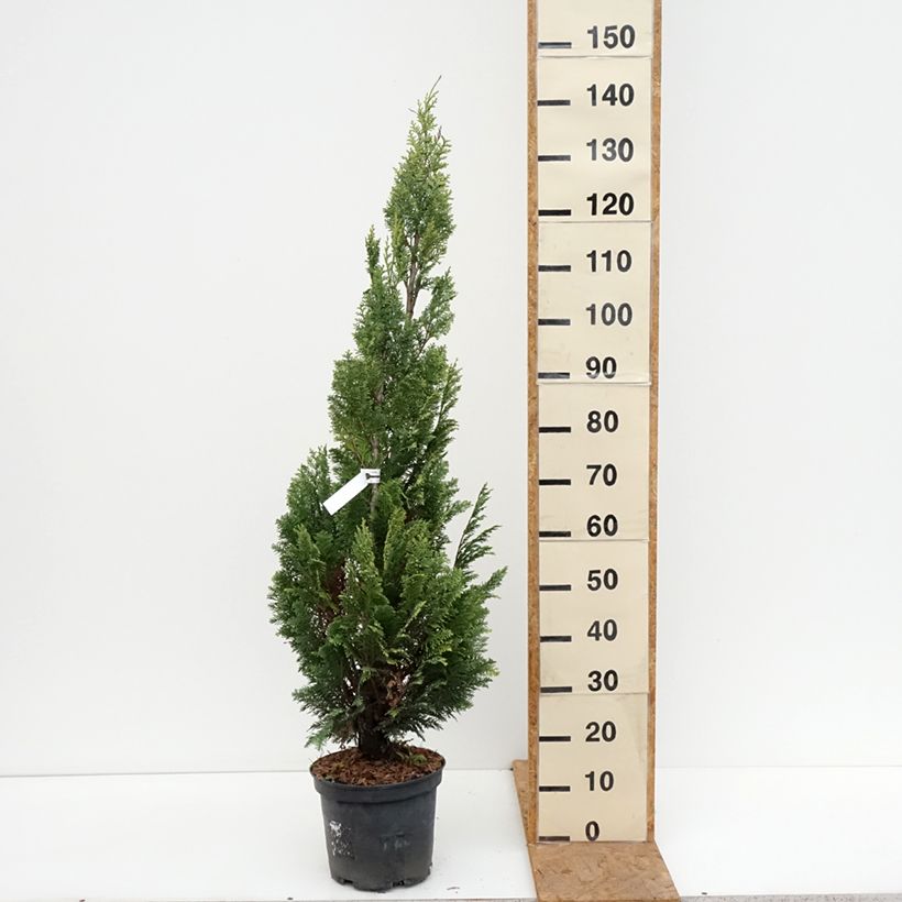 Exemplar von Chamaecyparis lawsoniana Alumigold Topf mit 7,5L/10L wie im Herbst geliefert