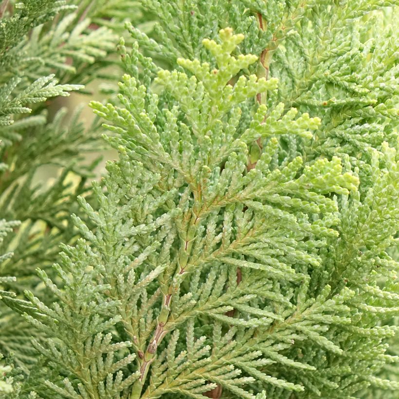 Chamaecyparis lawsoniana Alumigold (Foliage)