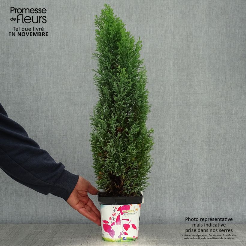 Exemplar von Chamaecyparis lawsoniana Elwoodii Topf mit 2L/3L wie im Herbst geliefert