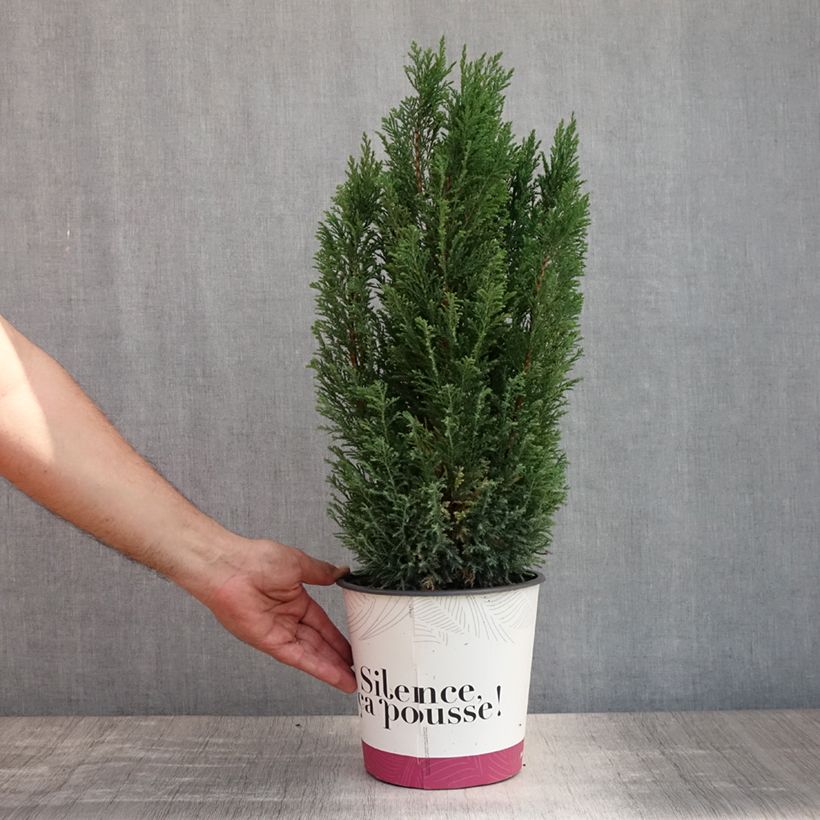 Exemplar von Chamaecyparis lawsoniana Elwoodii Topf mit 4L/5L wie im Sommer geliefert