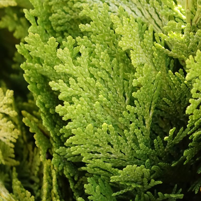 Chamaecyparis lawsoniana Minima Aurea (Foliage)