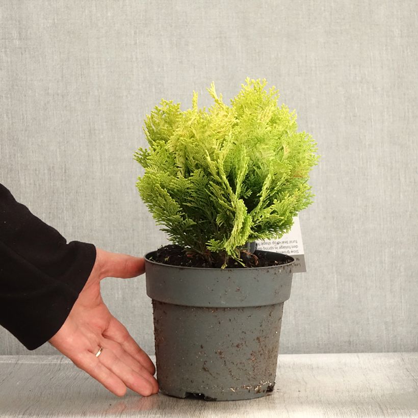 Exemplar von Chamaecyparis lawsoniana Minima Aurea - Cyprès de Lawson nain Pot de 2L/3L wie im Herbst geliefert