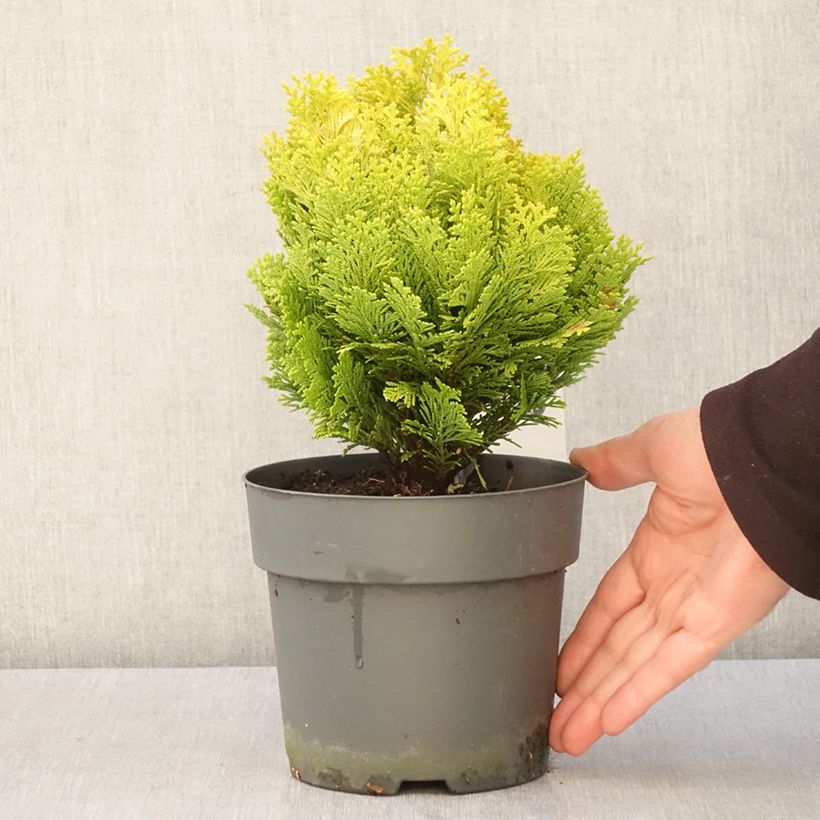 Example of Chamaecyparis lawsoniana Minima Aurea Topf mit 2L/3L as you get in printemps
