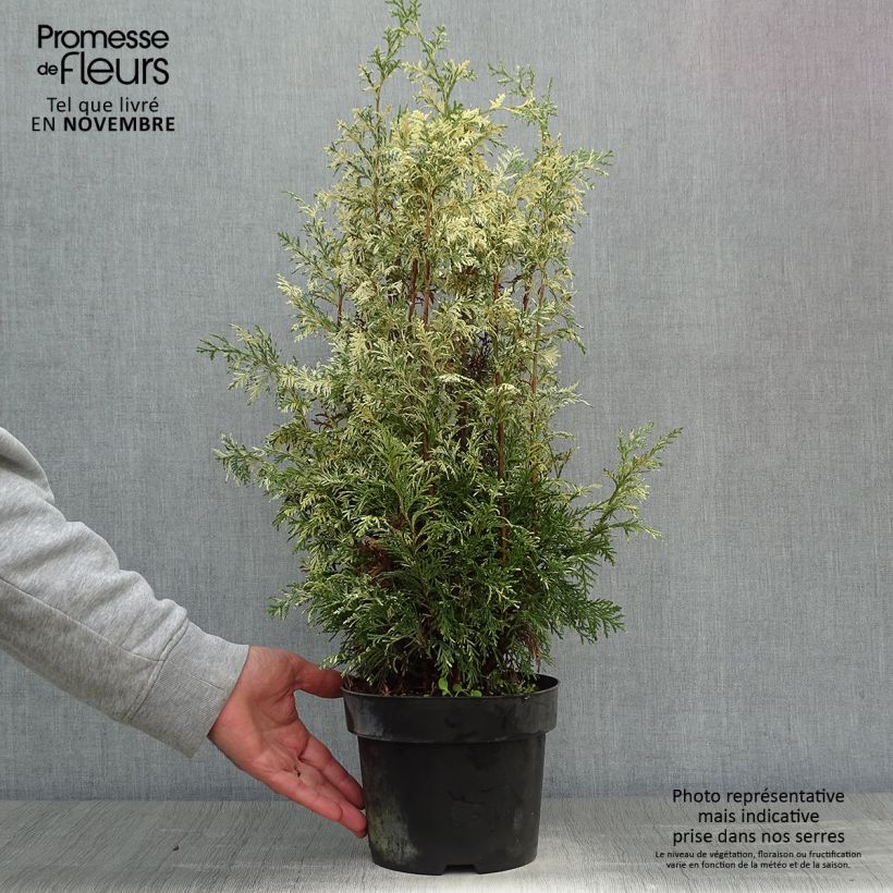 Exemplar von Chamaecyparis lawsoniana Pearly Swirls Topf mit 2L/3L wie im Herbst geliefert
