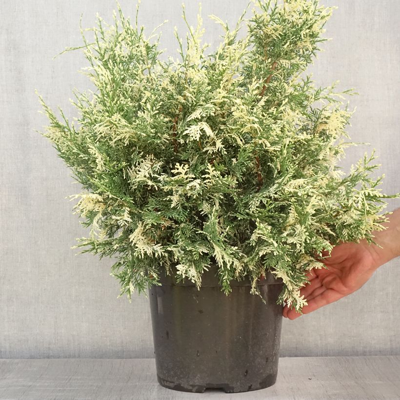 Exemplar von Chamaecyparis lawsoniana Pearly Swirls Topf mit 7,5L/10L wie im Sommer geliefert