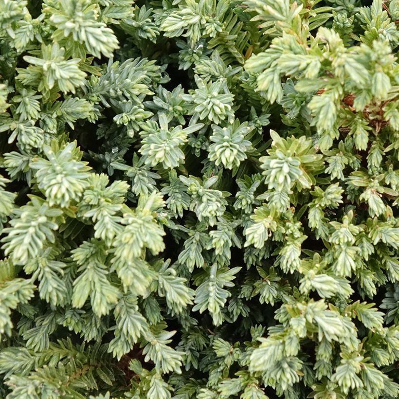 Chamaecyparis lawsoniana Rimpelaar (Foliage)