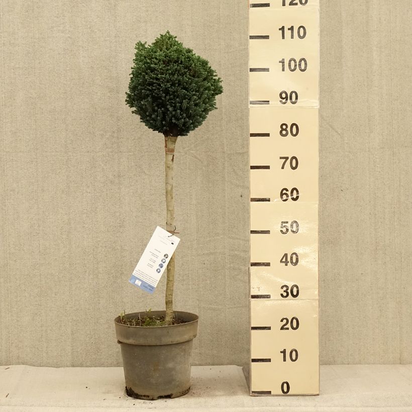 Exemplar von Chamaecyparis lawsoniana Rimpelaar Topf mit 7,5L/10L, Stamm wie im Herbst geliefert
