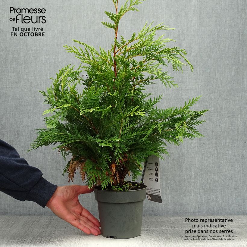 Exemplar von Chamaecyparis lawsoniana Sunkist - Cyprès de Lawson nain Pot de 2L/3L wie im Herbst geliefert