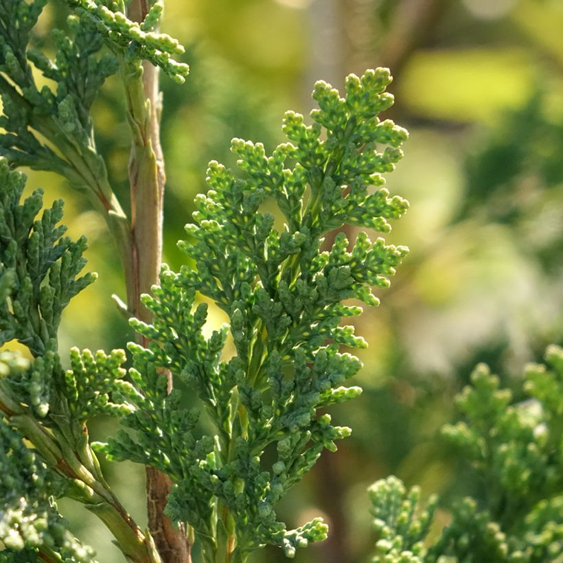 Chamaecyparis lawsoniana Wissel's Saguaro (Foliage)