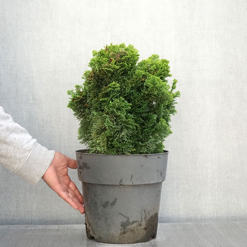 Exemplar von Chamaecyparis obtusa Aurea Topf mit 12L/15L, Stamm wie im Herbst geliefert