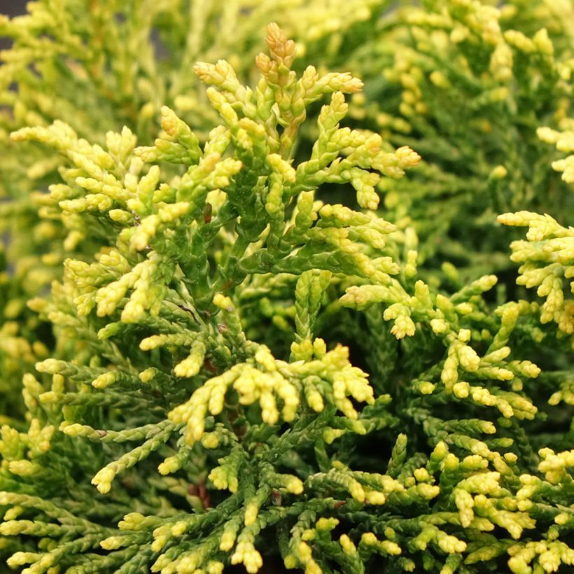 Chamaecyparis obtusa Butterball (Foliage)