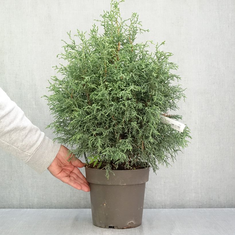 Exemplar von Chamaecyparis obtusa Lycopodioides Topf mit 4L/5L wie im Herbst geliefert
