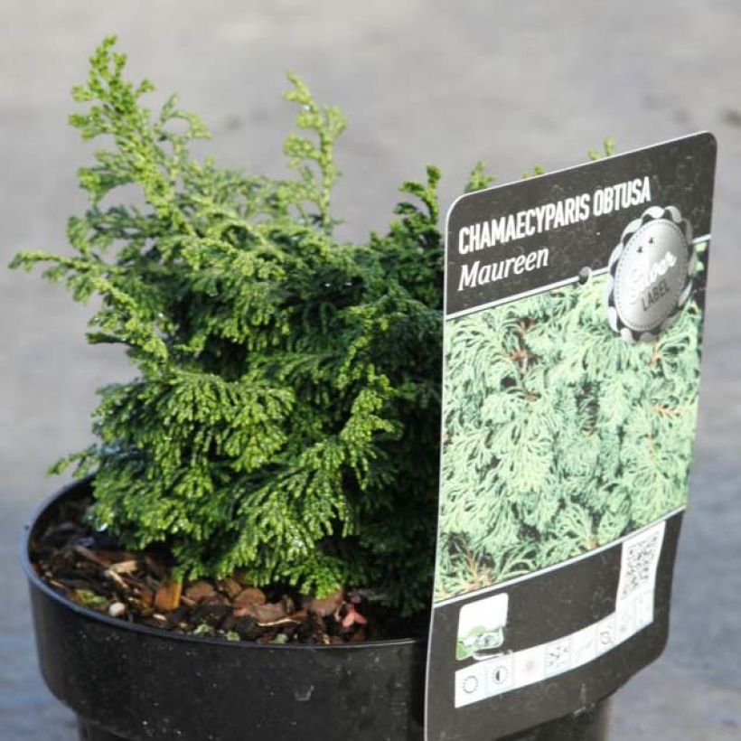 Chamaecyparis obtusa Maureen (Wuchs)