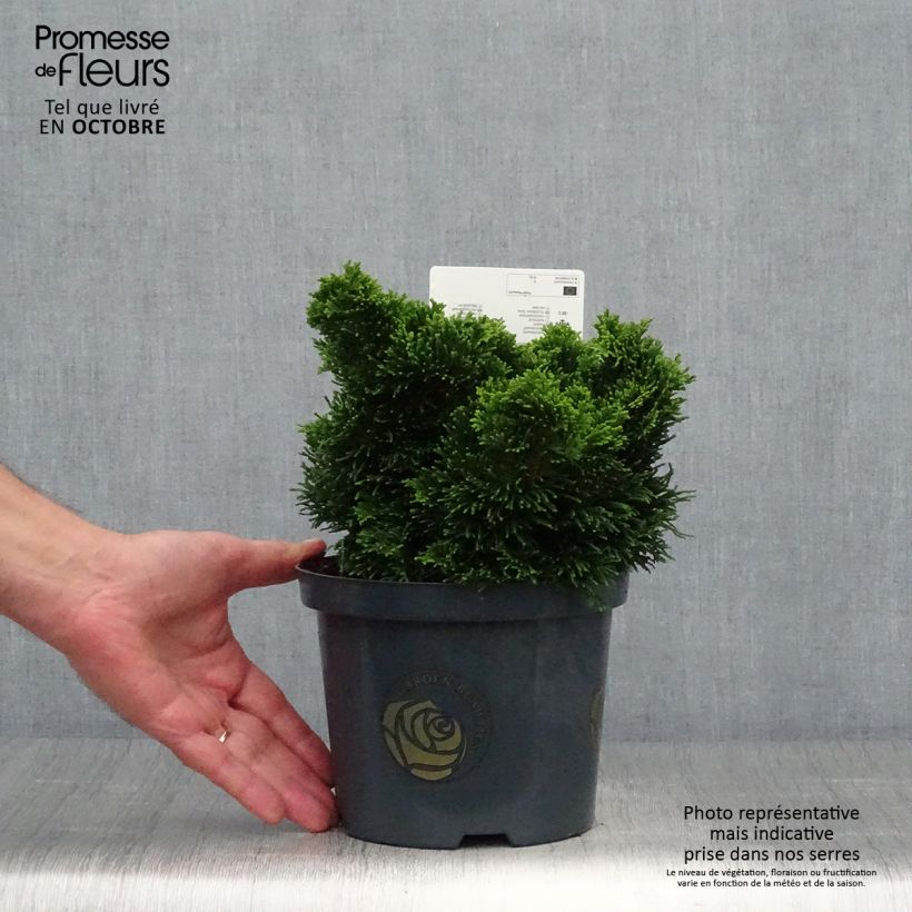 Exemplar von Chamaecyparis obtusa Nana Gracilis Topf mit 2L/3L wie im Herbst geliefert