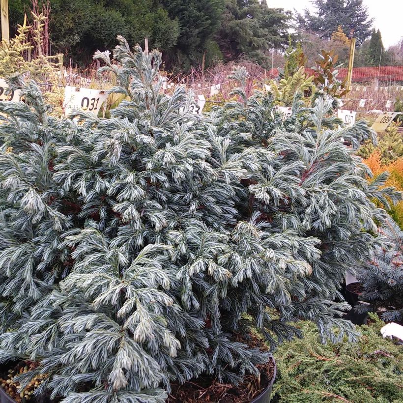 Chamaecyparis pisifera Boulevard (Wuchs)