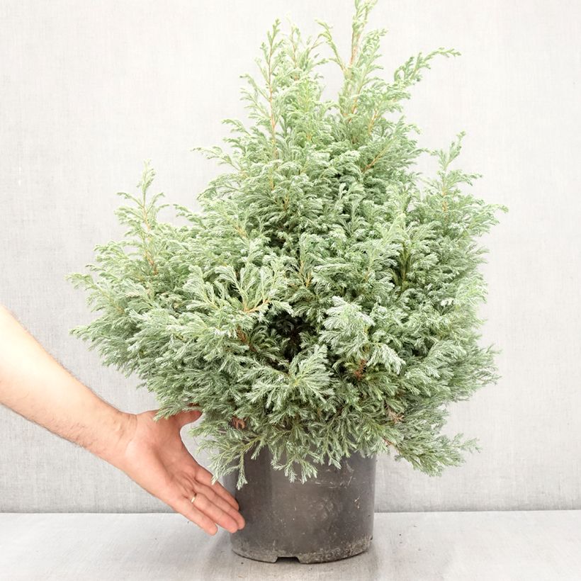 Exemplar von Chamaecyparis pisifera Boulevard Topf mit 7,5L/10L wie im Sommer geliefert