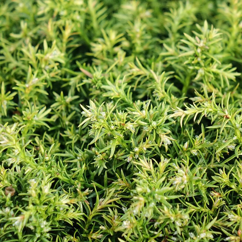 Chamaecyparis pisifera Cumulus - Sawara-Scheinzypresse (Laub)