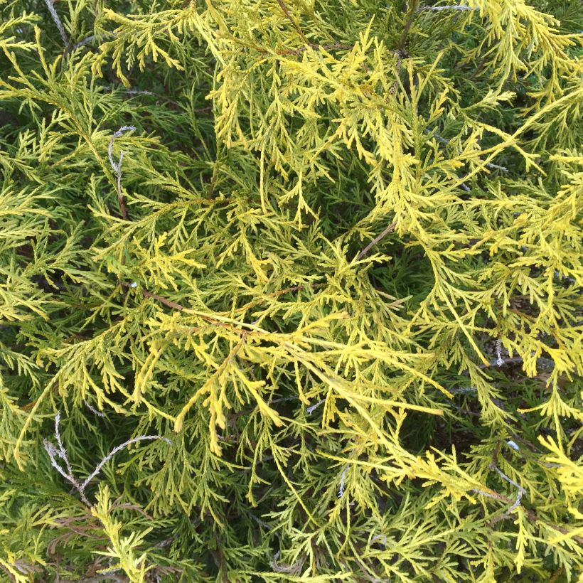 Chamaecyparis pisifera Filifera Aurea (Foliage)