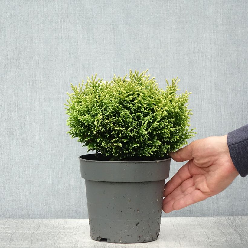 Example of Chamaecyparis pisifera Plumosa Compressa Topf mit 2L/3L as you get in printemps