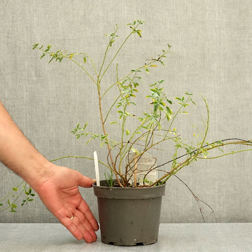 Exemplar von Chamaecytisus purpureus - Purpurroter Geißklee Topf mit 3L/4L wie im Sommer geliefert