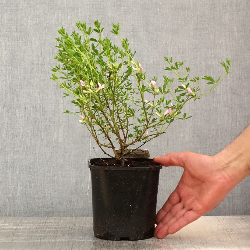 Exemplar von Chamaecytisus purpureus - Purpurroter Geißklee Topf mit 3L/4L wie im Frühjahr geliefert