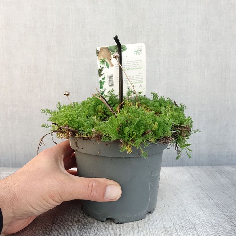 Exemplar von Chamaemelum nobile Flore Pleno Pot de 1,5L/2L wie im Herbst geliefert