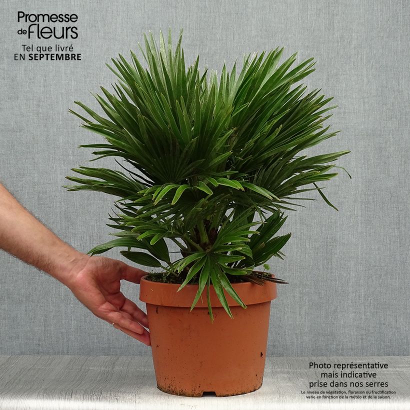 Exemplar von Chamaerops humilis Vulcano - Zwergpalme Topf mit 6L/7L wie im Herbst geliefert