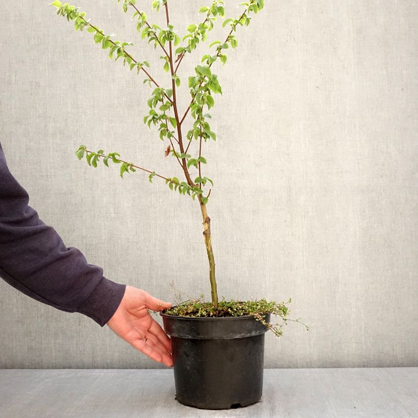 Exemplar von Europäische Hopfenbuche Marja Findling - Ostrya carpinifolia Topf mit 4L/5L wie im Frühjahr geliefert